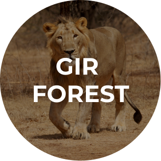 Gir Forest